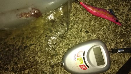 手堅く朝マズメに親イカ♪