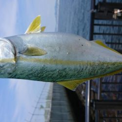 ツバス君、釣れてくれてありがとう。〜サゴシは手強い。