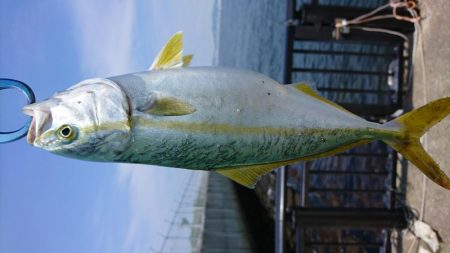 ツバス君、釣れてくれてありがとう。〜サゴシは手強い。