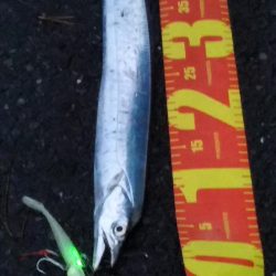 陸っぱりタチウオも，波高く雨で空いていて……