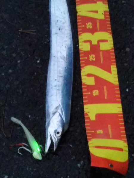 陸っぱりタチウオも，波高く雨で空いていて……