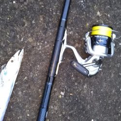 小型のがかなり来ています-タチウオ