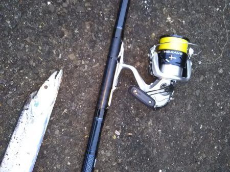 小型のがかなり来ています-タチウオ