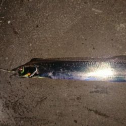 タコ、タチウオ、アジの３目