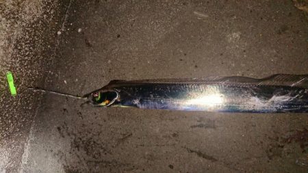 タコ、タチウオ、アジの３目