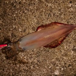 梅雨の合間の釣り日和