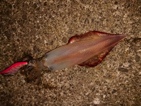 梅雨の合間の釣り日和