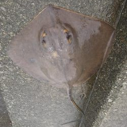 ﾌｧﾐﾘｰﾌｨｯｼﾝｸﾞ