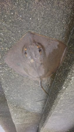 ﾌｧﾐﾘｰﾌｨｯｼﾝｸﾞ