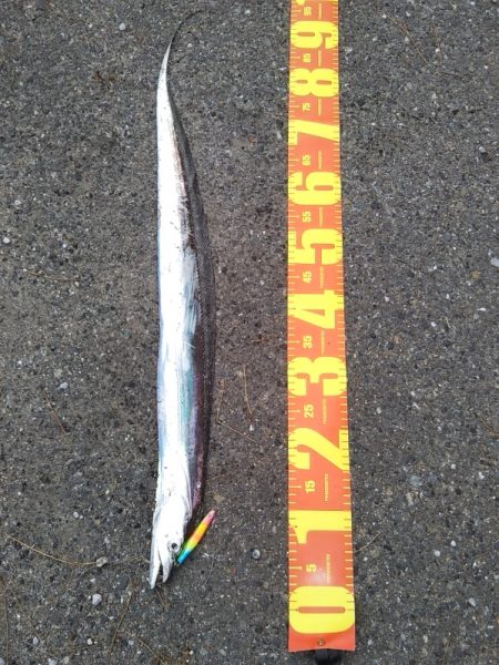 本日は時合い無し？？