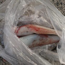 白イカエギング