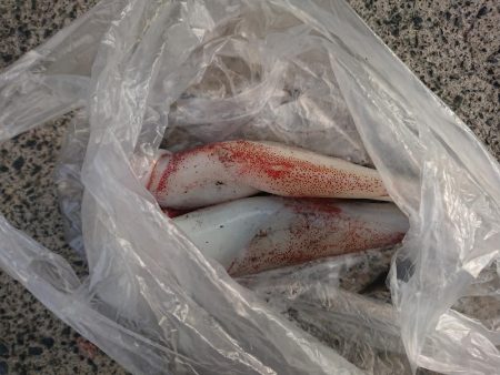 白イカエギング