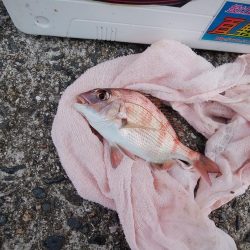 洲本周辺のキス情報