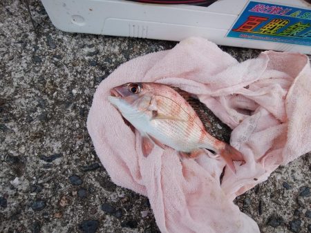 洲本周辺のキス情報