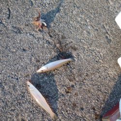 高砂港のキス情報