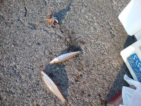 高砂港のキス情報