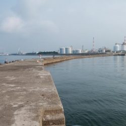 高砂港のキス情報