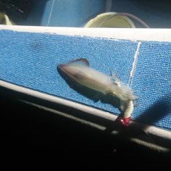 今年初のイカメタルへ❗