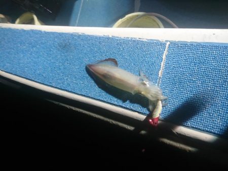 今年初のイカメタルへ❗