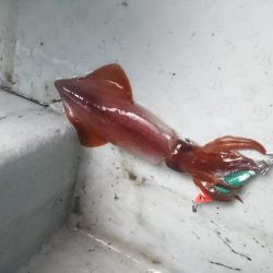 雨の中イカメタル