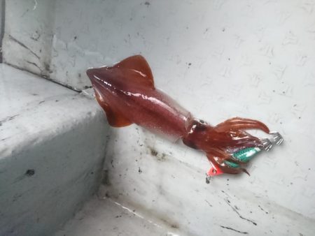 雨の中イカメタル