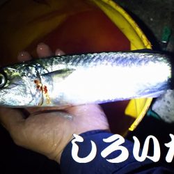 回遊が始まると13匹連続で釣れました。