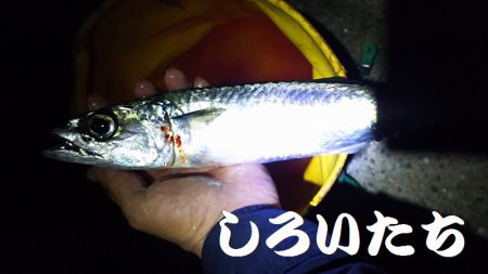 回遊が始まると13匹連続で釣れました。