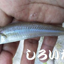 夕方のキス釣り。