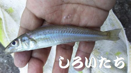 夕方のキス釣り。