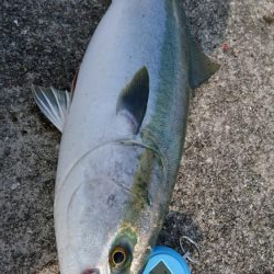 小サバノマセでメジロ70㎝、その他ツバス小サバなど