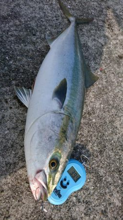 小サバノマセでメジロ70㎝、その他ツバス小サバなど