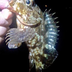 集中力を欠くと釣果に影響しますねぇ