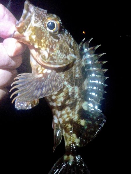 集中力を欠くと釣果に影響しますねぇ