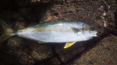 底カゴ釣りで多魚種ゲット