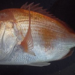 50UP届かず・・・?