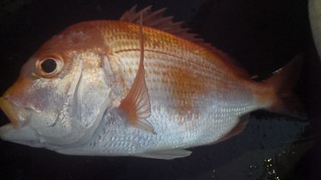 50UP届かず・・・?