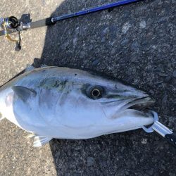 ショアジギング