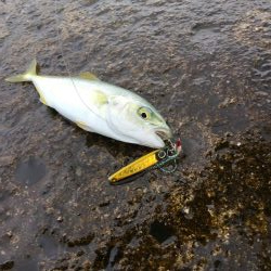 夏のスーパーライトショアジギングSLS