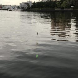 サビキでアジ、サバ、ハマチ？？