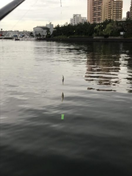 サビキでアジ、サバ、ハマチ？？