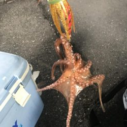 タコ釣り