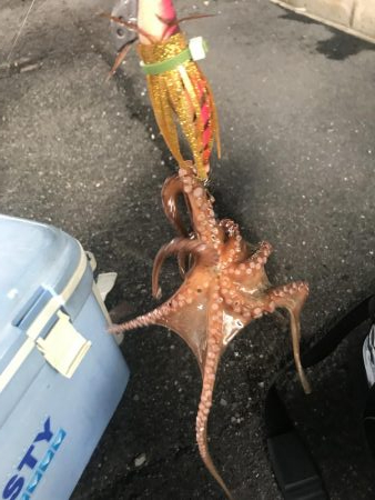 タコ釣り