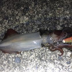 またまたエギング