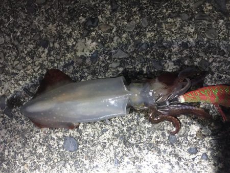 またまたエギング