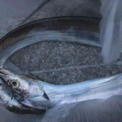 太刀魚ポツポツ