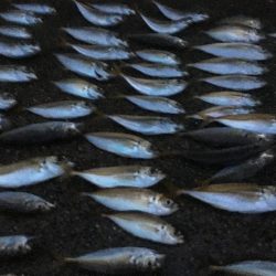 雨の日って釣れるのかな?