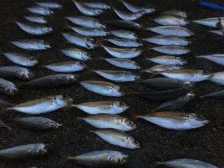 雨の日って釣れるのかな？