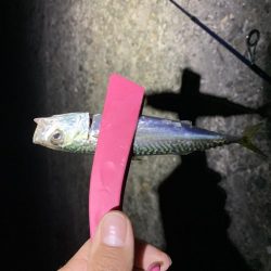 ナイトアジング!