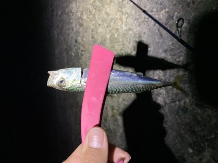 ナイトアジング!