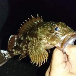 江井ヶ島漁港・根魚狙い